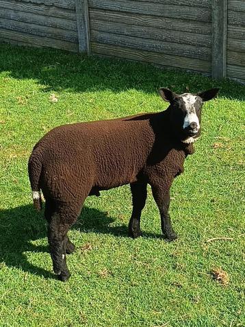 dekrammen, Mannelijk, Schaap, 0 tot 2 jaar