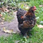 Een nieuwe thuis voor een jong haantje, Dieren en Toebehoren, Pluimvee