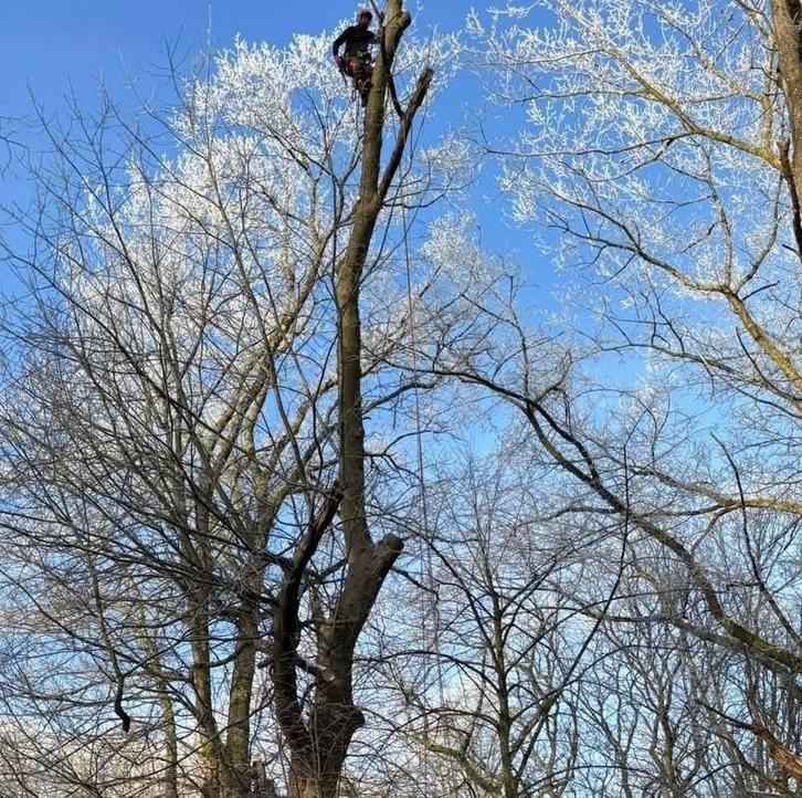 Bomen kappen en snoeien — professionele service, Tuin en Terras, Planten | Bomen, Ophalen of Verzenden