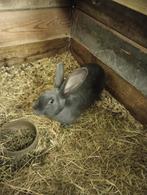 Handtamme Duitse reus konijnen ram, Dieren en Toebehoren, Konijnen, Groot