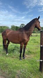 Paard leermeester ruin, Dieren en Toebehoren, Paarden, Ruin, 170 tot 175 cm, Recreatiepaard, 11 jaar of ouder