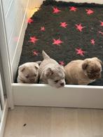 Franse buldog, Dieren en Toebehoren, België, Fokker | Hobbymatig, Overige rassen, 8 tot 15 weken