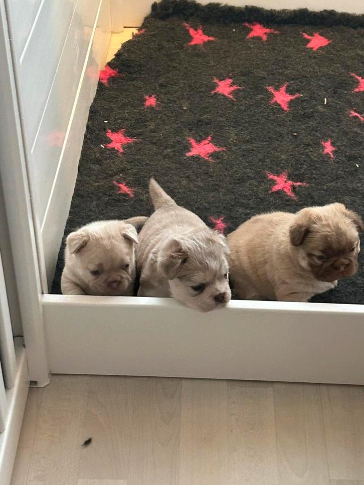 Franse buldog, Dieren en Toebehoren, Honden | Chihuahua's en Gezelschapshonden, Teef, Overige rassen, Fokker | Hobbymatig, Meerdere