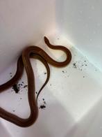 Différents serpents des blés, Animaux & Accessoires, Reptiles & Amphibiens, Serpent, 3 à 6 ans
