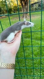 Tamme rat, Dieren en Toebehoren, Knaagdieren, Rat