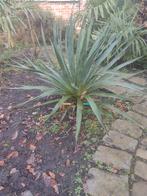 Yucca winterhard, Tuin en Terras, Planten | Tuinplanten, Ophalen