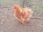 Cochien kriel krulveer hen buff, Dieren en Toebehoren, Pluimvee