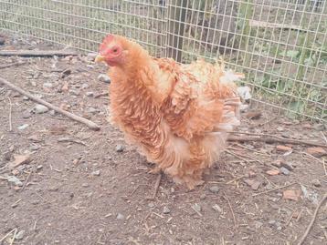 Cochien kriel krulveer hen buff beschikbaar voor biedingen