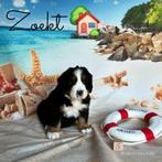 Berner sennen pups, Dieren en Toebehoren, Honden | Retrievers, Spaniëls en Waterhonden, België, Reu, 8 tot 15 weken, CDV (hondenziekte)