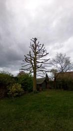 Snoeien en vellen van bomen, aanplant en onderhoud van bomen, Diensten en Vakmensen, Tuinmannen en Stratenmakers