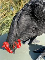 Image poulet, jardin, étang, pelouse, ferme 35cm, Jardin & Terrasse, Enlèvement ou Envoi, Neuf, Synthétique, Animal