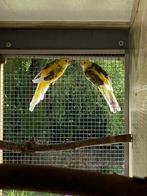 Rosella's en pennanten, Dieren en Toebehoren, Vogels | Parkieten en Papegaaien, Meerdere dieren, Parkiet, Geringd