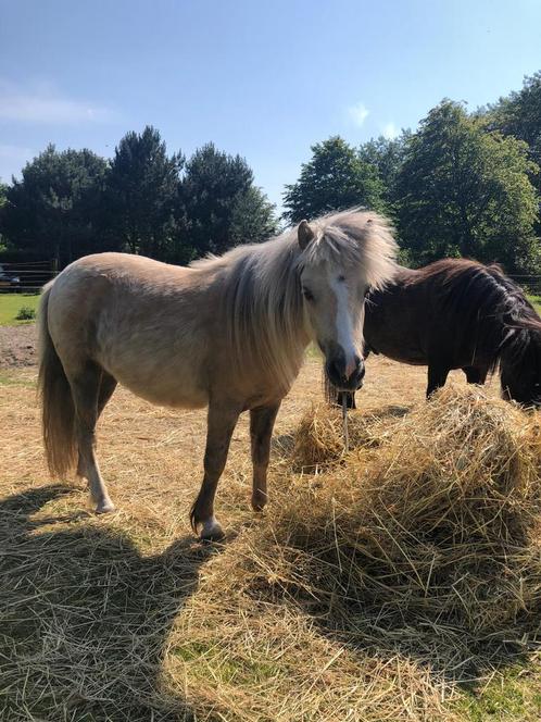 Raszuivere Falabella minipaardjes, Dieren en Toebehoren, Pony's, Merrie, A pony (tot 1.17m), 3 tot 6 jaar, Met stamboom, Gechipt