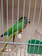 Pyrrhura frontalis split fallow, Dieren en Toebehoren, Vrouwelijk, Parkiet, Geringd