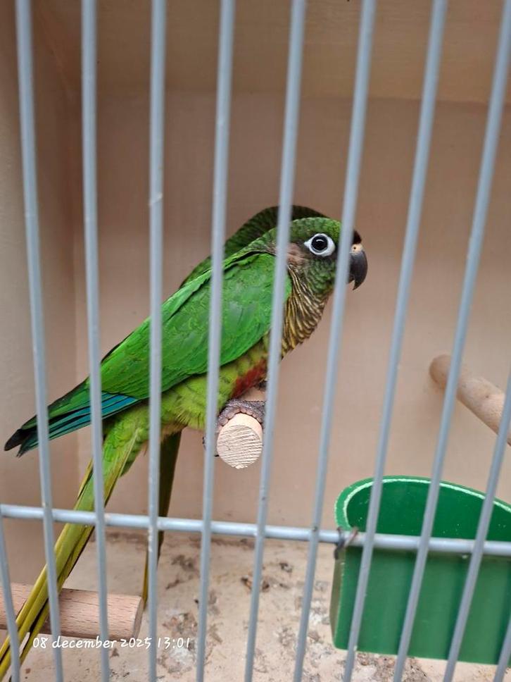 Pyrrhura frontalis split fallow, Dieren en Toebehoren, Vogels | Parkieten en Papegaaien, Parkiet, Vrouwelijk, Geringd