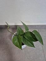 Epipremnum, Enlèvement ou Envoi