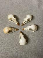 Steenpatrijzen schedels, Collections, Collections Animaux, Comme neuf, Enlèvement ou Envoi
