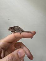 nose mitsio nakweek te koop, Dieren en Toebehoren, Reptielen en Amfibieën