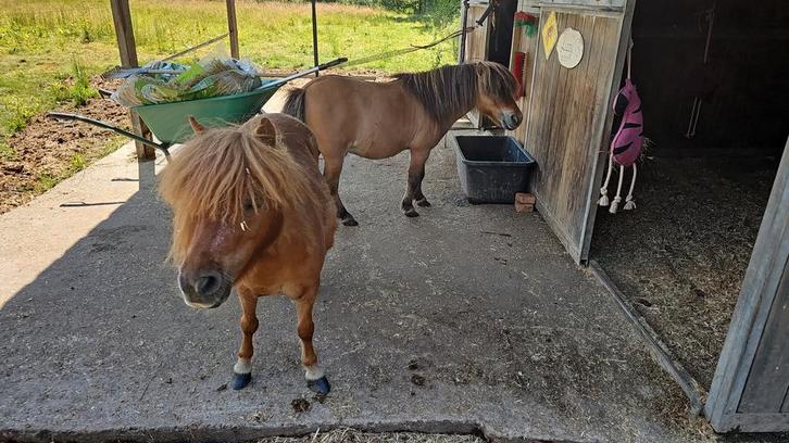 Ruilvoorstel, Dieren en Toebehoren, Pony's, Hengst, B