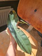 Philodendron atabapoense stek, Ophalen