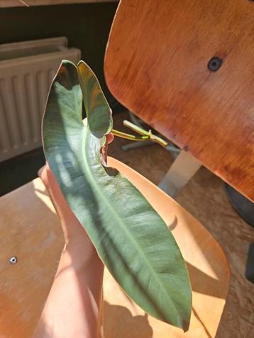 Philodendron atabapoense stek beschikbaar voor biedingen