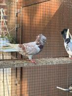 Pigeons., Animaux & Accessoires