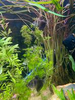 Procurez-vous des plantes d'aquarium gratuitement, Enlèvement