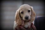 Teckel pups langhaar, België, CDV (hondenziekte), 8 tot 15 weken, Dwerg