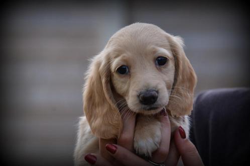 Teckel pups langhaar, Dieren en Toebehoren, Honden | Teckels en Dashonden, Meerdere dieren, Langhaar, Dwerg, Fokker | Professioneel