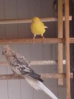 kanarie, Dieren en Toebehoren, Vrouwelijk, Zangkanarie
