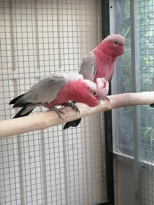 kweekkoppels rozekaketoes, Dieren en Toebehoren, Vogels | Parkieten en Papegaaien