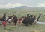 LAMA'S  in  PUNO  PERU, Verzamelen, Postkaarten | Dieren, Verzenden, Ongelopen, Wild dier