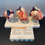 Boehringer Ingelheim hartmodel dier, Ophalen of Verzenden, Zo goed als nieuw