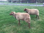 2 Ardense voskoprammen te koop, Dieren en Toebehoren, Schapen, Geiten en Varkens, Schaap