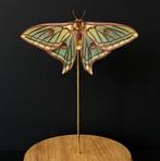 Rare Papilio Graellsia isabellae Femelle d'Espagne, Collections, Insecte, Animal empaillé, Enlèvement ou Envoi, Neuf