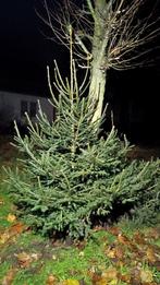 Echte kerstbomen met wortel, Diversen, Ophalen, Zo goed als nieuw