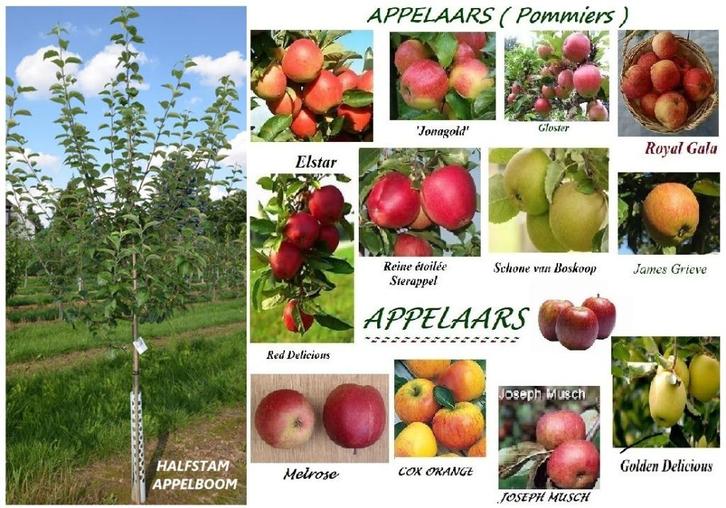 APPELBOMEN : HALFSTAM 22€/stuk (BOMEN VAN 1,80 - 2 METER), Tuin en Terras, Planten | Tuinplanten, Vaste plant, Fruitplanten, Volle zon