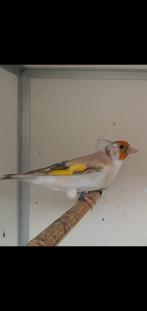 distelvink, Dieren en Toebehoren, Vogels | Overige Vogels, Meerdere dieren, Wildzangvogel, Geringd