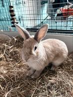 Lief beige dwergkonijntje zoekt een nieuw huisje ️, Dieren en Toebehoren, Konijnen, Mannelijk, Dwerg, 0 tot 2 jaar