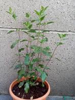 3 planten: Salvia microphylla 'Hot Lips', Vaste plant, Ophalen, Volle zon