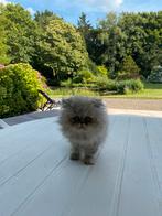 Doux chat persan à pointe bleue, Animaux & Accessoires, Chatte ou Chat, Vermifugé, 0 à 2 ans