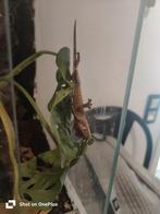 Wimpergekko, Dieren en Toebehoren, Hagedis, 0 tot 2 jaar