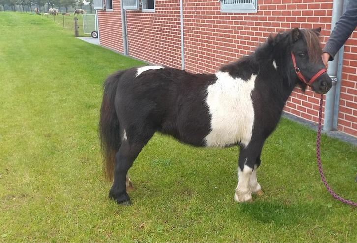 Jument noire et blanche., Animaux & Accessoires, Poneys, Étalon