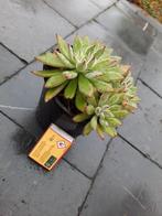 Echeveria harmsii  vetplant, Ophalen of Verzenden