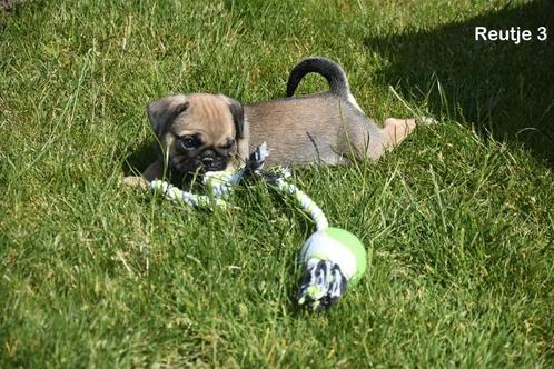 Prachtig Mops reutje, Dieren en Toebehoren, Honden | Bulldogs, Pinschers en Molossers, Meerdere dieren, Overige rassen, Fokker | Professioneel