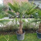 Palmboom tracycarpus Fortunei, Tuin en Terras, Planten | Tuinplanten, Ophalen of Verzenden, Bodembedekkers