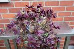 Tradescantia Zebrina Evanescence, Ophalen of Verzenden, Zo goed als nieuw