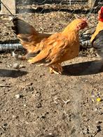 2 chabo hennen, Dieren en Toebehoren, Pluimvee