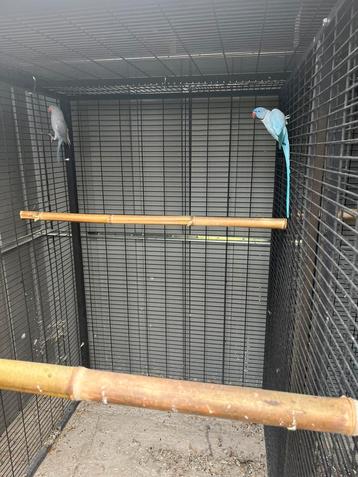 Couple perruche collier beschikbaar voor biedingen