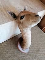 Taxidermie, opgezette vicuna (lama), Ophalen of Verzenden, Zo goed als nieuw